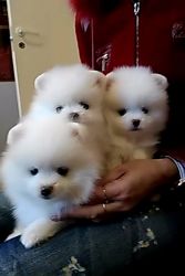 Two adorable teacup Pomeranian puppies((xxx) xxx-xxx2