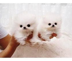 Pomeranian pups ready xxxxxxxxxx
