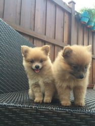 AKC Registered Super Cute Pomeranian Puppies