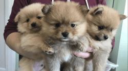 Pomeranian Puppies For Sale. Ready