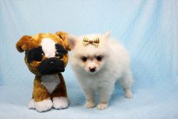 The Cutest Pomeranian Puppies For Sale in LA