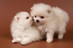 Pomeranian Male and female Registered White Puppies