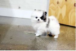 Lovely Micro Pomeranian Puppies. (xxx) xxx-xxx9