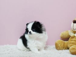 Cute Micro Teacup Pomeranian Puppies For Sale