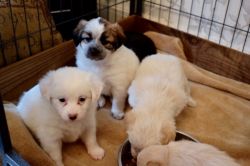 Bichon-a-ranian Puppies