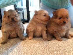 Stunning Pomeranian Pups For Sale