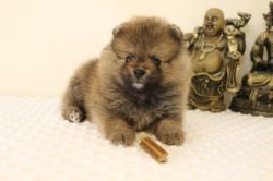 Luxury Pedigree Pomeranian For Sale