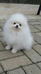 Cute Pure Pomeranian Puppy for relocation
