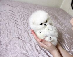 Absolutely Pomeranian Puppies.xxx) xxx-xxx4