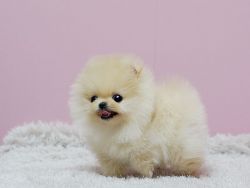 Adorable Micro Pomeranian Puppies (New Litter of Different Colors)