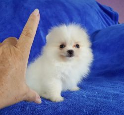 Lovely toy Pomeranian puppies for homes