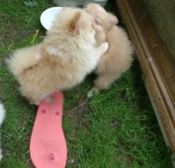 Perfect Pomeranian Puppies For Sale