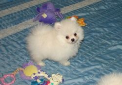 Well Socialized Pomeranian Puppies For Sale