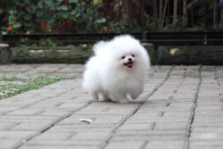 Sweet Pomeranian puppies available!!!
