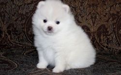 Sweet and loving Pomeranian Puppies For Sale