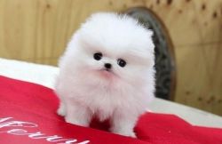 Teacup Pomeranian Puppies (xxx)-xxx-xxxx