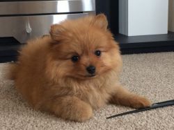 Stunning Pomeranian Ready For Sale