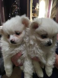 Adorable Small Pomeranian Puppies