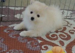 AKC Reg Pomeranian Puppies Available Now