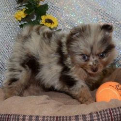 Male and female Pomeranian Puppies Ready