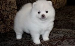 Pure White Pomeranian Puppies For Sale