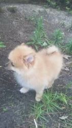 Addorable Pomeranian puppies for good homes