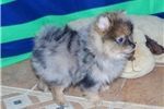 Home companion Pomeranian puppies for you