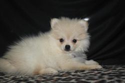 2 Adorable Pomeranians Puppies Available Now