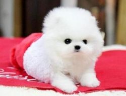Priceless White Pomeranian Puppy For Adoption (xxx) xxx-xxx0