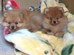Stunning Tea Cup Pomeranian Puppies For Good Home