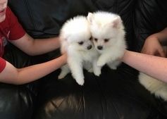 What&Cream pom puppies Tea-Cup For Sale