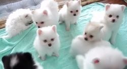 Playful Pomeranian puppies for re homing