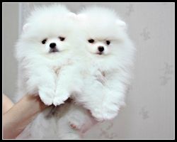 Exclusive Rare Snow White Pomeranian Puppies ready now