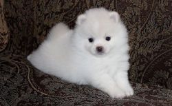 Lovely White Pomeranian Puppies For Sale