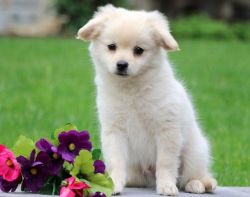 ADFGFGHH Pomeranian Hound Puppies available both male & female, Pups..