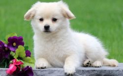DTTT;';'; Pomeranian puppies for sale