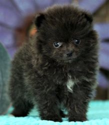 dstetertyg Pomeranian puppies available for new homes