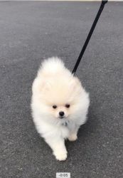 Beautiful White Rare Pomeranian Boy Puppies Kc Reg