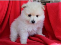 Cute and Adorable Pomeranian Puppies
