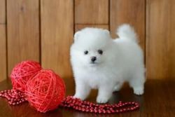 12 weeks Teacup Pomeranian puppies for adoption