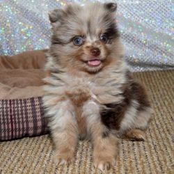 Healthy Litter Of Pomeranian Puppies For Sale