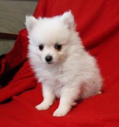 Adorable Pomeranian Available!