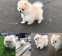 Variety Colored POMERANIAN Pups