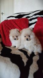 3 Small Pomeranians