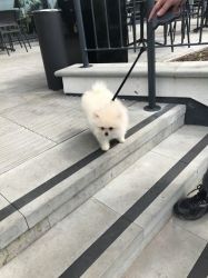 Beautiful White Rare Pomeranian Boy Puppies Kc Reg