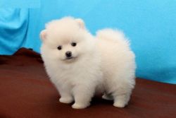 Beautiful cream and white male and female Pomeranian pups
