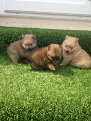 True Type Pomeranian Puppies ready to go for adoption.