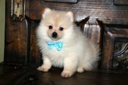 TeaCup Pomeranian puppies available