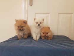 Fantastic Pomeranian Puppies