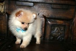Lovely Pomeranian Puppies wanting to be your best Fr